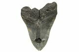 Huge, Fossil Megalodon Tooth - North Carolina #261019-2